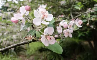 Bechtel 'Plena' (Malus ioensis), fall color
