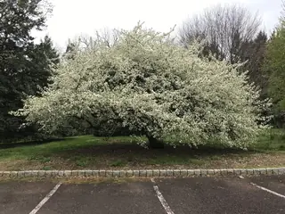 Crabapple — Sargent (Malus sargentii) — mature form