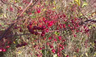 Crabapple — Sargent (Malus sargentii) — foliage