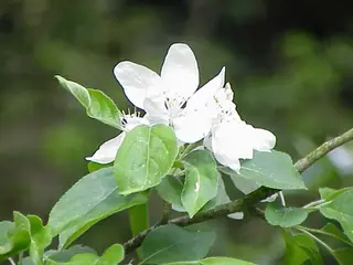 HoneyCrisp Fruit Apple (Malus varieties), habit