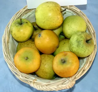HoneyCrisp Fruit Apple (Malus varieties), foliage
