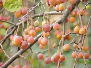 HoneyCrisp Fruit Apple (Malus varieties), mature form