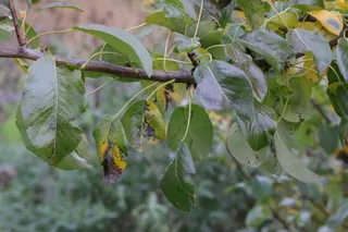 Fruit Apple — HoneyCrisp, McIntosh, Red Deliciious, Sweet Sixteen, Zestar (Malus varieties) — mature form