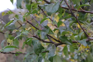 Fruit Apple — HoneyCrisp, McIntosh, Red Deliciious, Sweet Sixteen, Zestar (Malus varieties) — foliage