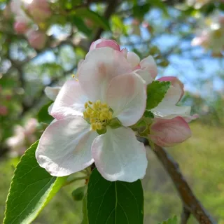 Crabapple — BRANDYWINE® (Malus x 'Branzam') — mature form
