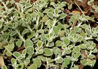 Silverheels horehound