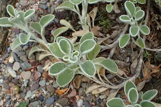 Silverheels horehound (Marrubium rotundifolium) — mature form