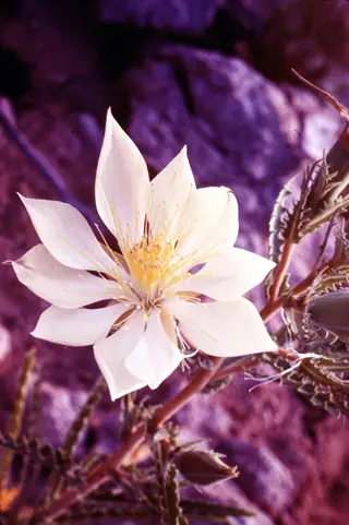 Star Flower/Blazing-Star