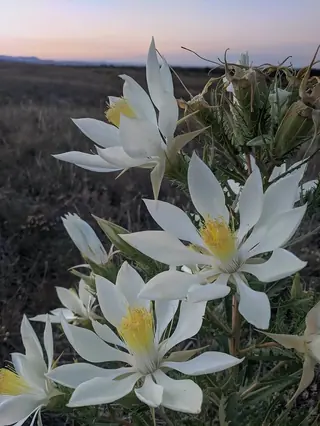 Star Flower/Blazing-Star (Mentzelia decapetala) — mature form