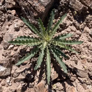 Star Flower/Blazing-Star (Mentzelia decapetala) — foliage