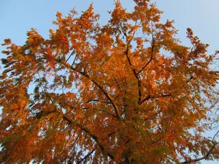 Dawn Redwood — Dawn Redwood (Metasequoia glyptostroboides) — mature form