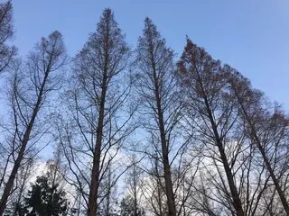 Dawn Redwood — Dawn Redwood (Metasequoia glyptostroboides) — foliage