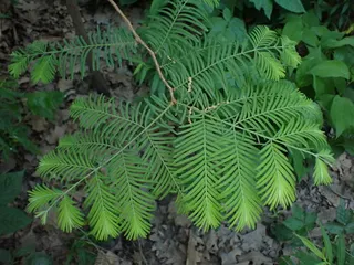 Dawn Redwood — Dawn Redwood (Metasequoia glyptostroboides) — bloom