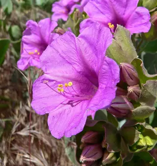 Desert Four O’Clock (Mirabilis multiflora)