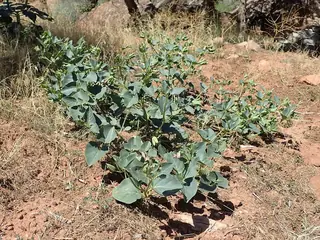 Desert Four O’Clock (Mirabilis multiflora) — mature form