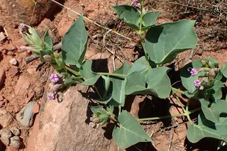 Desert Four O’Clock (Mirabilis multiflora) — foliage