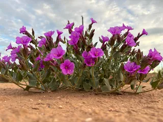 Desert Four O’Clock (Mirabilis multiflora) — bloom