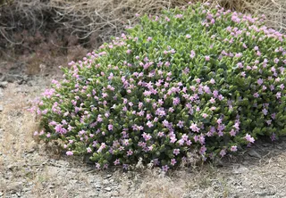 Desert Four O’Clock (Mirabilis multiflora) — fall color