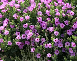 Desert Four O’Clock (Mirabilis multiflora) — habit