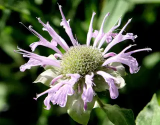 Bee Balm/Horsemint