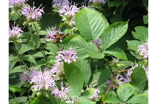 Bee Balm/Horsemint (Monarda fistulosa) — mature form