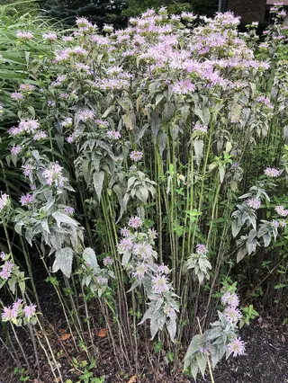 Bee Balm/Horsemint (Monarda fistulosa) — foliage
