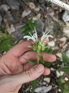 Bee Balm/Horsemint (Monarda fistulosa) — bloom