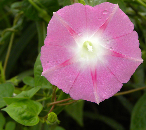 Ornamental morning glory: a large showy pink trumpet flower with heart-shaped leaves