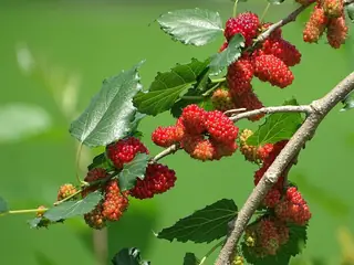 Mulberry — White Mulberry 'Chaparral'