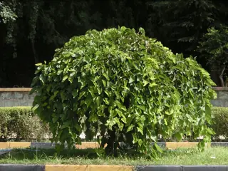 White Mulberry (Morus alba), mature form