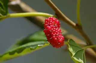Mulberry, White Mulberry 'Chaparral'