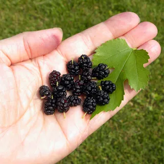 Mulberry — White Mulberry 'Chaparral' (Morus alba) — foliage