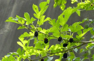 Mulberry — White Mulberry 'Chaparral' (Morus alba) — bloom