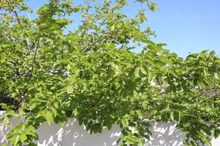 White Mulberry (Morus alba), foliage