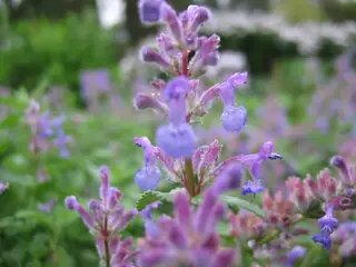 LITTLE TRUDY Catmint (Nepeta 'Psfike') — mature form