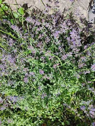 Catmint