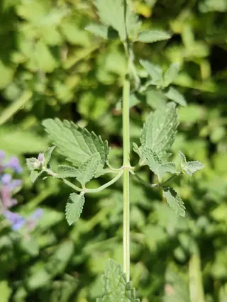Catmint (Nepeta x faassenii) — mature form