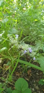 Catmint (Nepeta x faassenii) — foliage