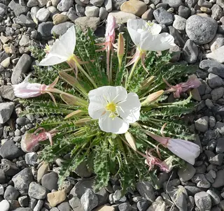 White-tufted Evening-Primrose
