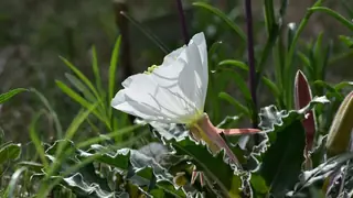 White-tufted Evening-Primrose (Oenothera caespitosa) — mature form