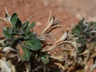 White-tufted Evening-Primrose (Oenothera caespitosa) — foliage