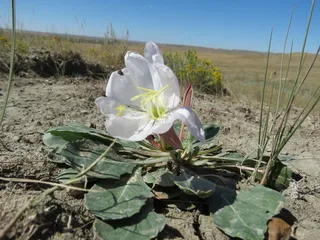 White-tufted Evening-Primrose (Oenothera caespitosa) — bloom