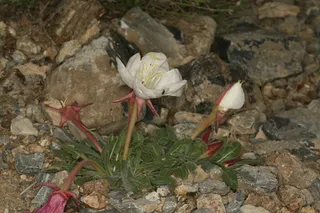 White-tufted Evening-Primrose (Oenothera caespitosa) — fall color