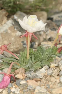 White-tufted Evening-Primrose (Oenothera caespitosa) — habit