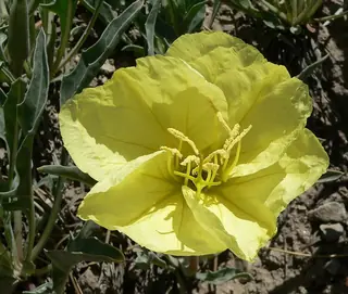 Howard’s Evening-Primrose