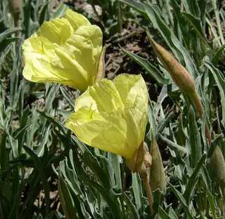 Howard’s Evening-Primrose (Oenothera howardii) — mature form