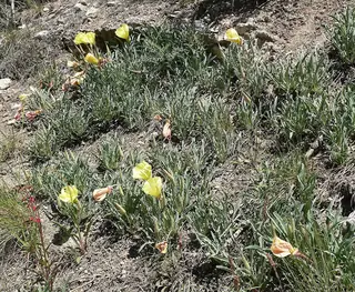 Howard’s Evening-Primrose (Oenothera howardii) — foliage