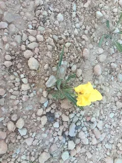 Howard’s Evening-Primrose (Oenothera howardii) — fall color