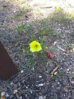 Howard’s Evening-Primrose (Oenothera howardii) — habit