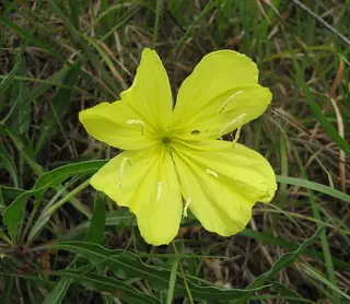 Missouri Evening Primrose